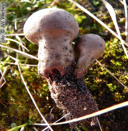 wortelstreng(rhizomorph) Melige stuifzwam (Lycoperdon lividum)