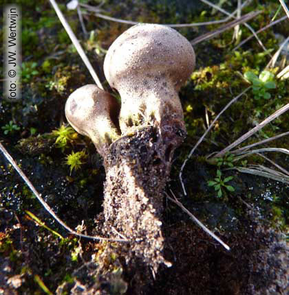 Melige stuifzwam (Lycoperdon lividum)