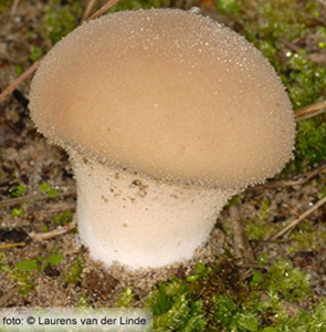 Melige stuifzwam (Lycoperdon lividum)