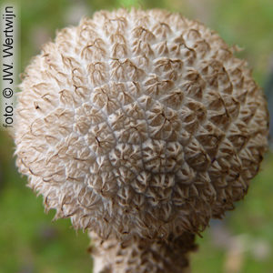 Zachtstekelige stuifzwam (Lycoperdon molle)