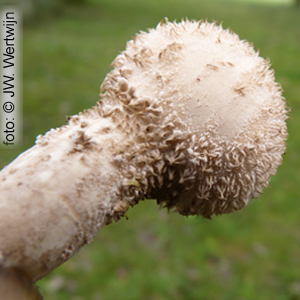Zachtstekelige stuifzwam (Lycoperdon molle)