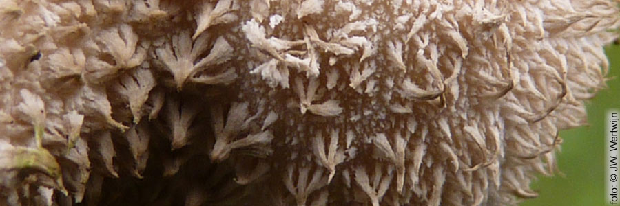 Zachtstekelige stuifzwam (Lycoperdon molle)