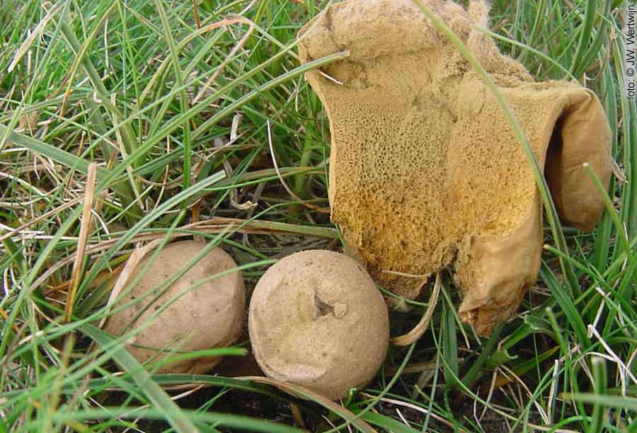 Zachtstekelige stuifzwam (Lycoperdon molle)