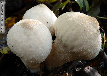 parelstuifzwam (lycoperdon perlatum)