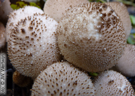 parelstuifzwam (lycoperdon perlatum)