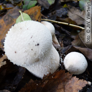 parelstuifzwam (lycoperdon perlatum)