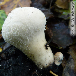 parelstuifzwam (lycoperdon perlatum)