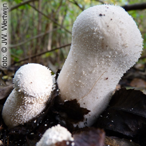 parelstuifzwam (lycoperdon perlatum)