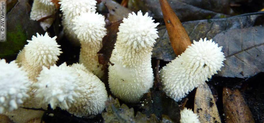 parelstuifzwam (lycoperdon perlatum)