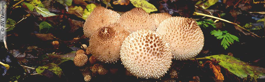 parelstuifzwam (lycoperdon perlatum)
