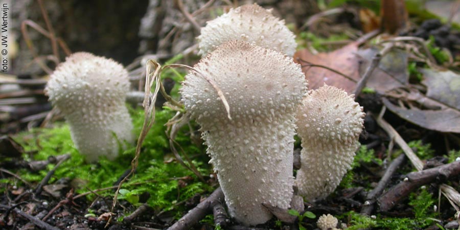 parelstuifzwam (lycoperdon perlatum)