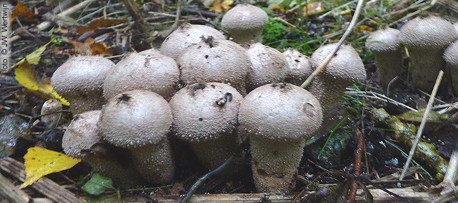 parelstuifzwam (lycoperdon perlatum)