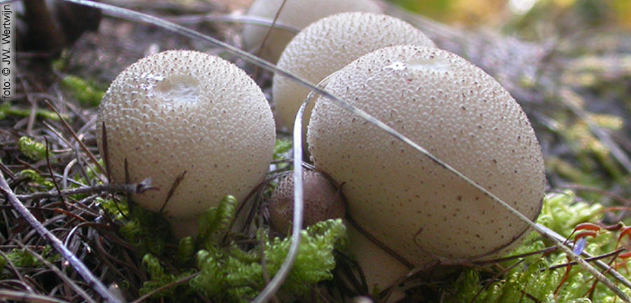 parelstuifzwam (lycoperdon perlatum)