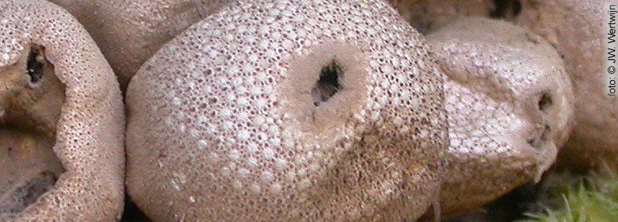 parelstuifzwam (lycoperdon perlatum)