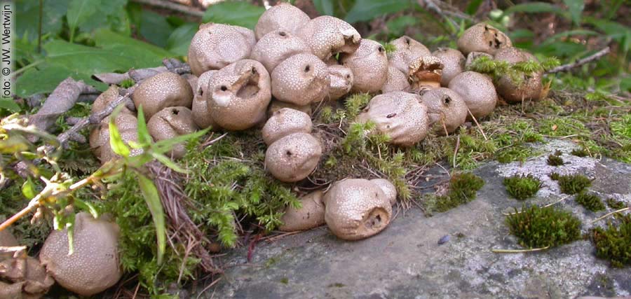parelstuifzwam (lycoperdon perlatum)
