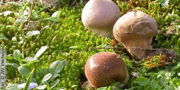 Lycoperdon spec
