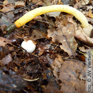 Mutinus caninus