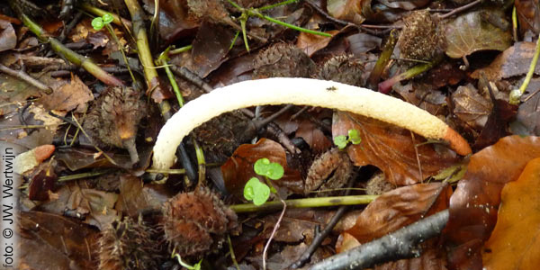 Mutinus caninus