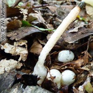 Mutinus caninus