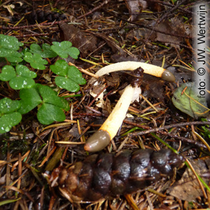 Mutinus caninus