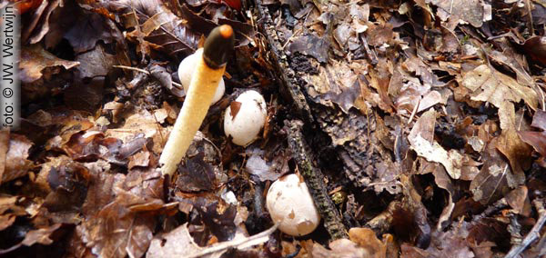 Mutinus caninus