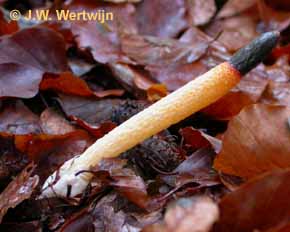 Mutinus caninus