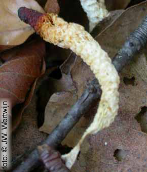Mutinus caninus