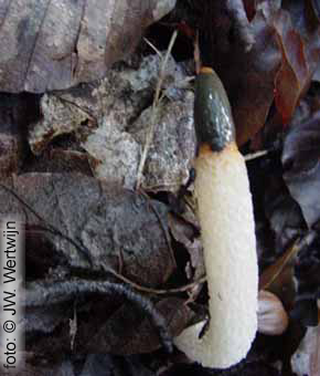 Mutinus caninus