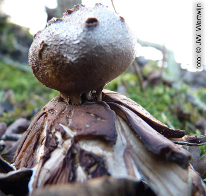 Pepper Pot (Myriostoma coliforme)