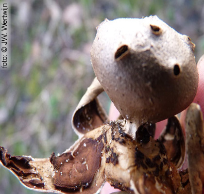 Pepper Pot (Myriostoma coliforme)