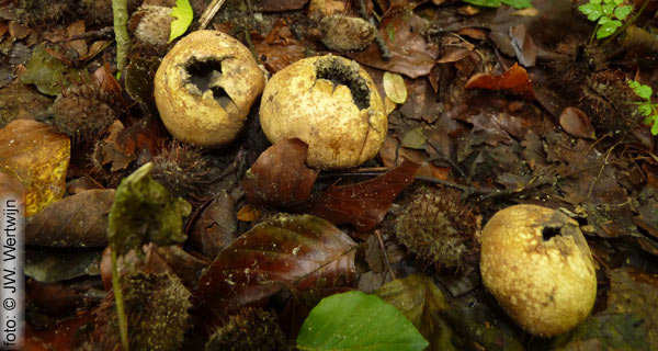 Kale aardappelbovist (Scleroderma bovista)