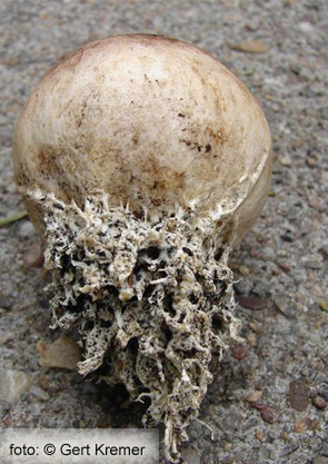 Kale aardappelbovist (Scleroderma bovista)