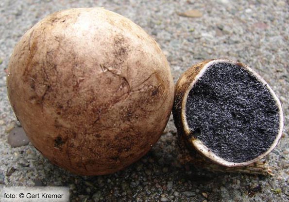 Kale aardappelbovist (Scleroderma bovista)