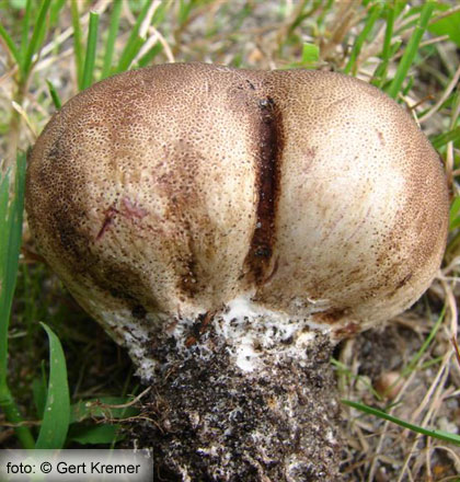 Uiige ardappelbovist (Scleroderma cepa)