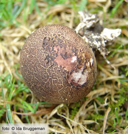 Uiige ardappelbovist (Scleroderma cepa)
