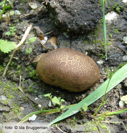 Uiige ardappelbovist (Scleroderma cepa)