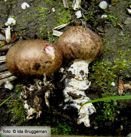 Uiige ardappelbovist (Scleroderma cepa)
