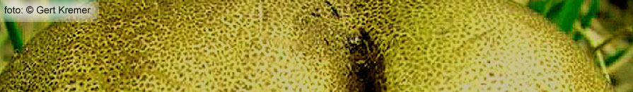 pantervel, leopard skin