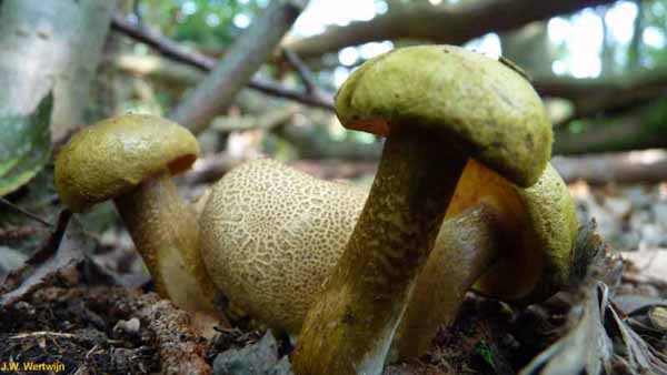 Scleroderma citrinum