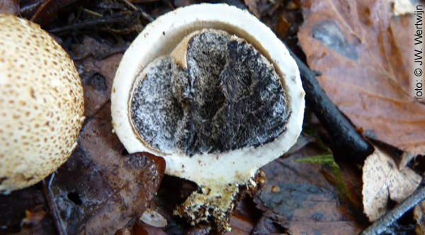 Scleroderma citrinum