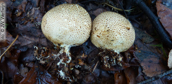 Scleroderma citrinum