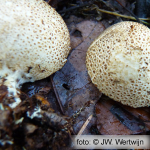 Scleroderma citrinum