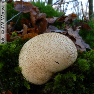 Scleroderma citrinum