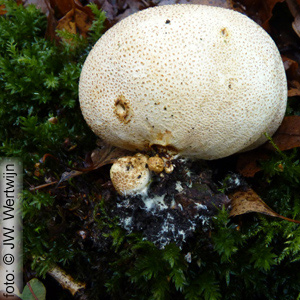 Scleroderma citrinum