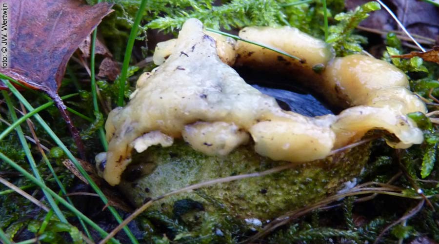 Scleroderma citrinum
