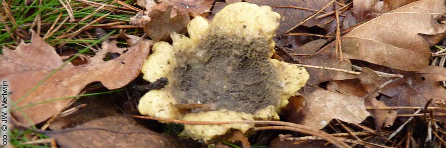 Scleroderma citrinum