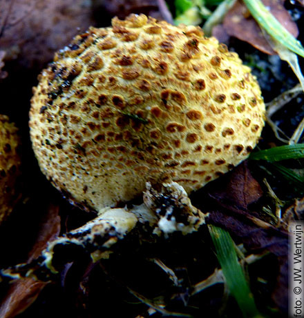 Scleroderma citrinum