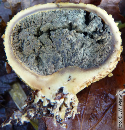 Scleroderma citrinum