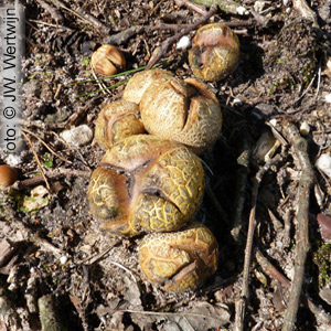 Scleroderma citrinum