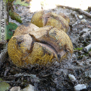 Scleroderma citrinum
